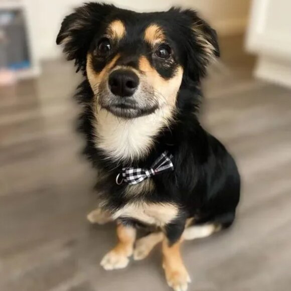 Vintage Check Plaid Bow Tie Breakaway - Picture 1 of 2